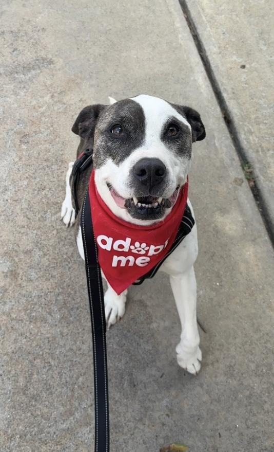 Molly Rosebud, Adult Female Boxer