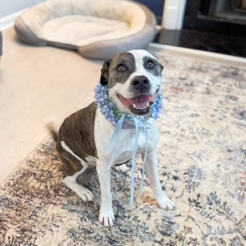Molly Rosebud