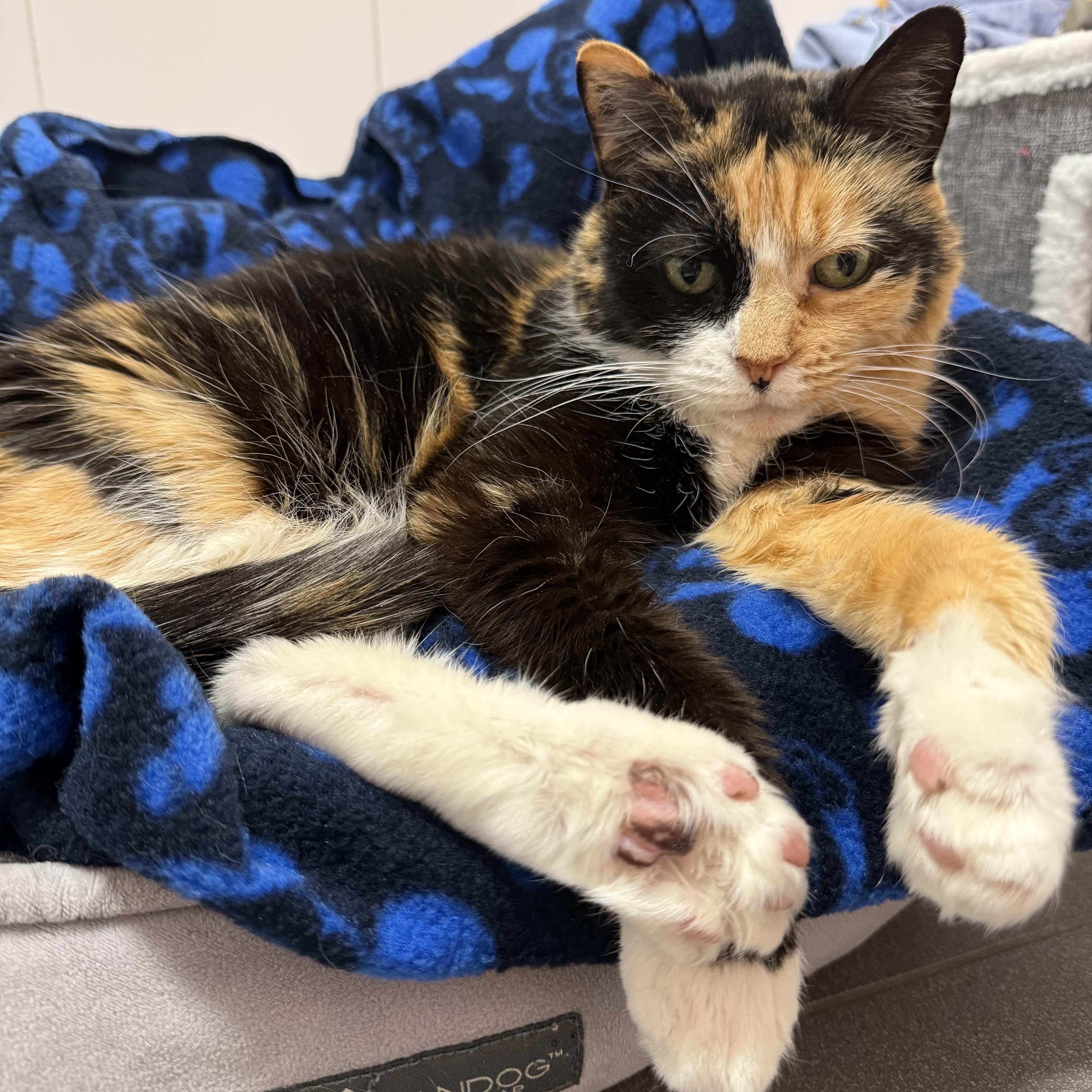 Enlarge Viola, an adoptable Domestic Short Hair in North Haven, CT image 3/3