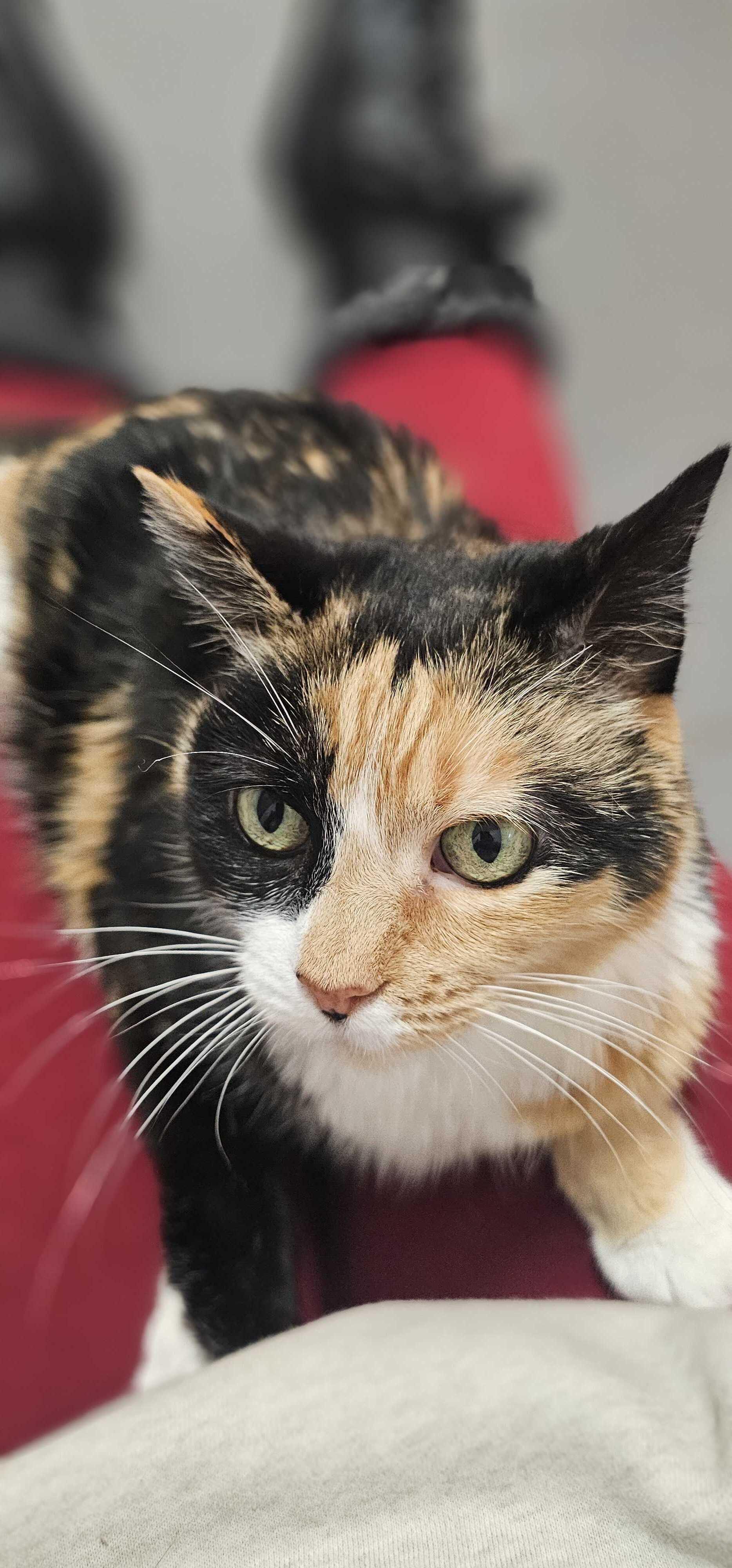 Enlarge Viola, an adoptable Domestic Short Hair in North Haven, CT image 1/3