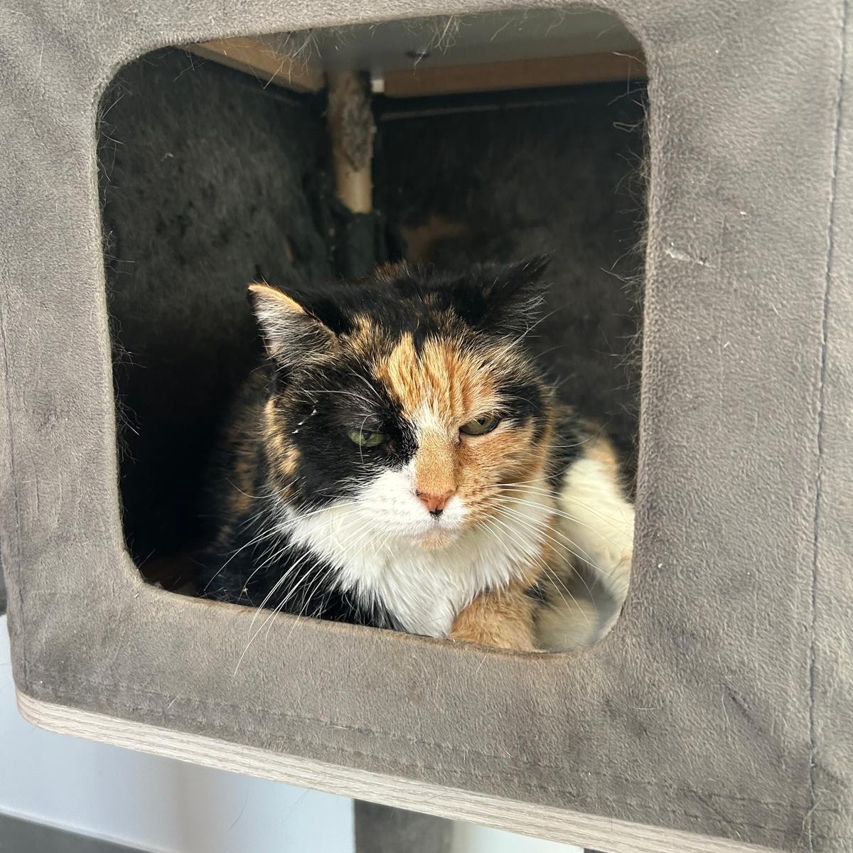 Enlarge Viola, an adoptable Domestic Short Hair in North Haven, CT image 2/3