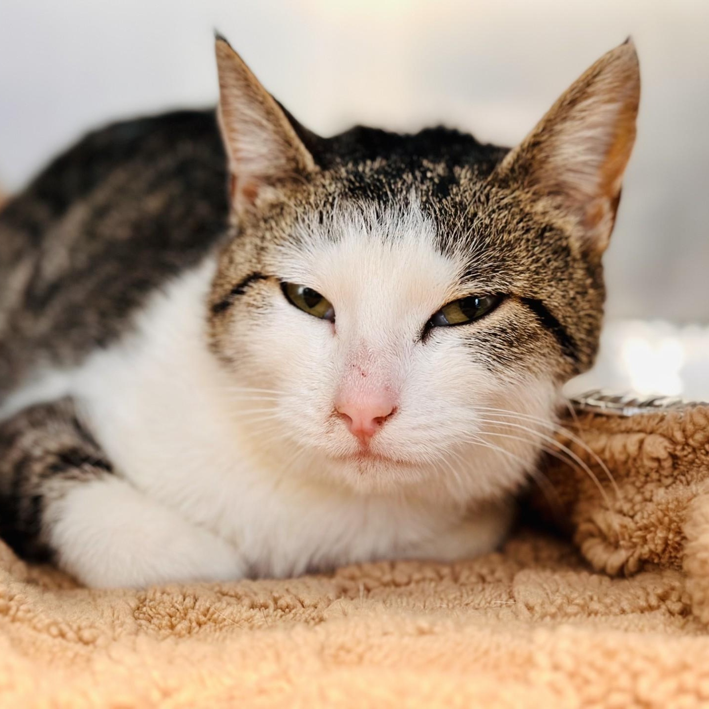 Sprout , an adopted Domestic Short Hair in Jackson, NJ image 1/2