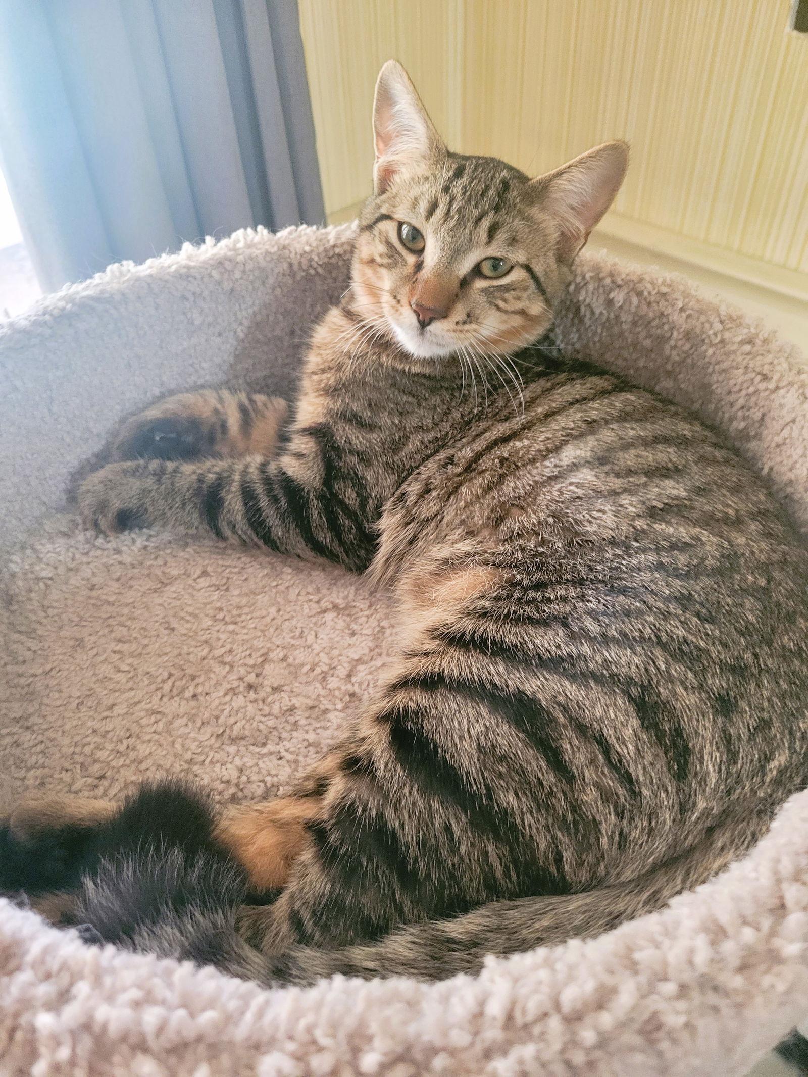 C211 litter Joey, Adoptable, Adult Male Domestic Short Hair & Tabby.