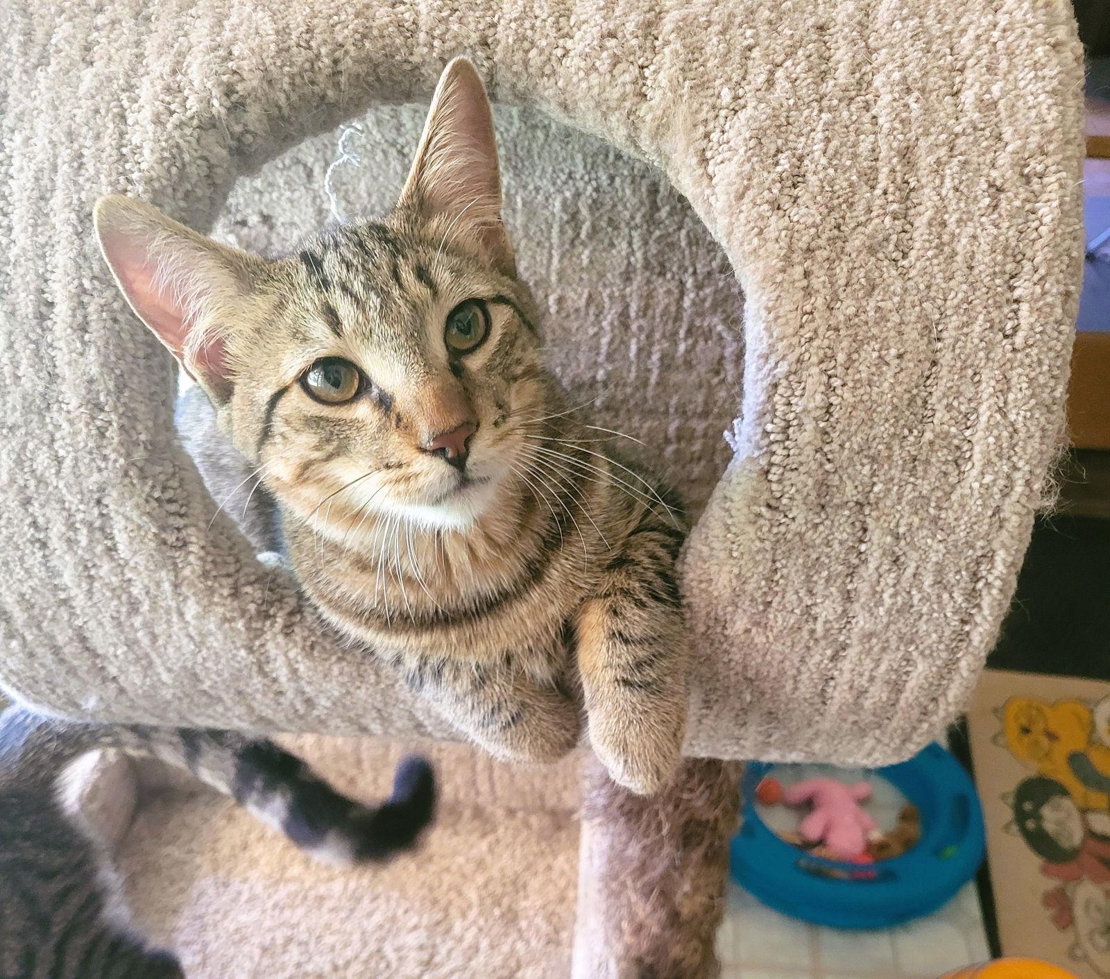 C211 litter Joey, Adoptable, Adult Male Domestic Short Hair & Tabby.