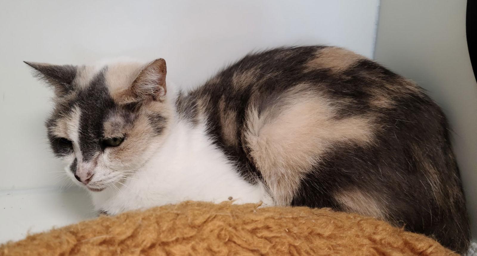 Annie Yo, a Adoptable Domestic Short Hair in Satellite Beach, FL image 1/2