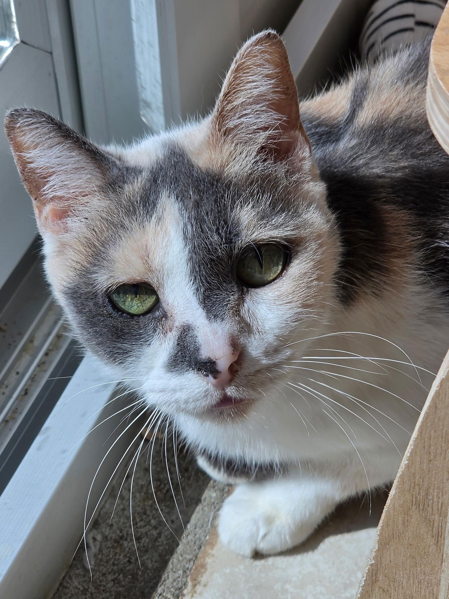 Annie Yo, Adoptable, Young Female Domestic Short Hair.