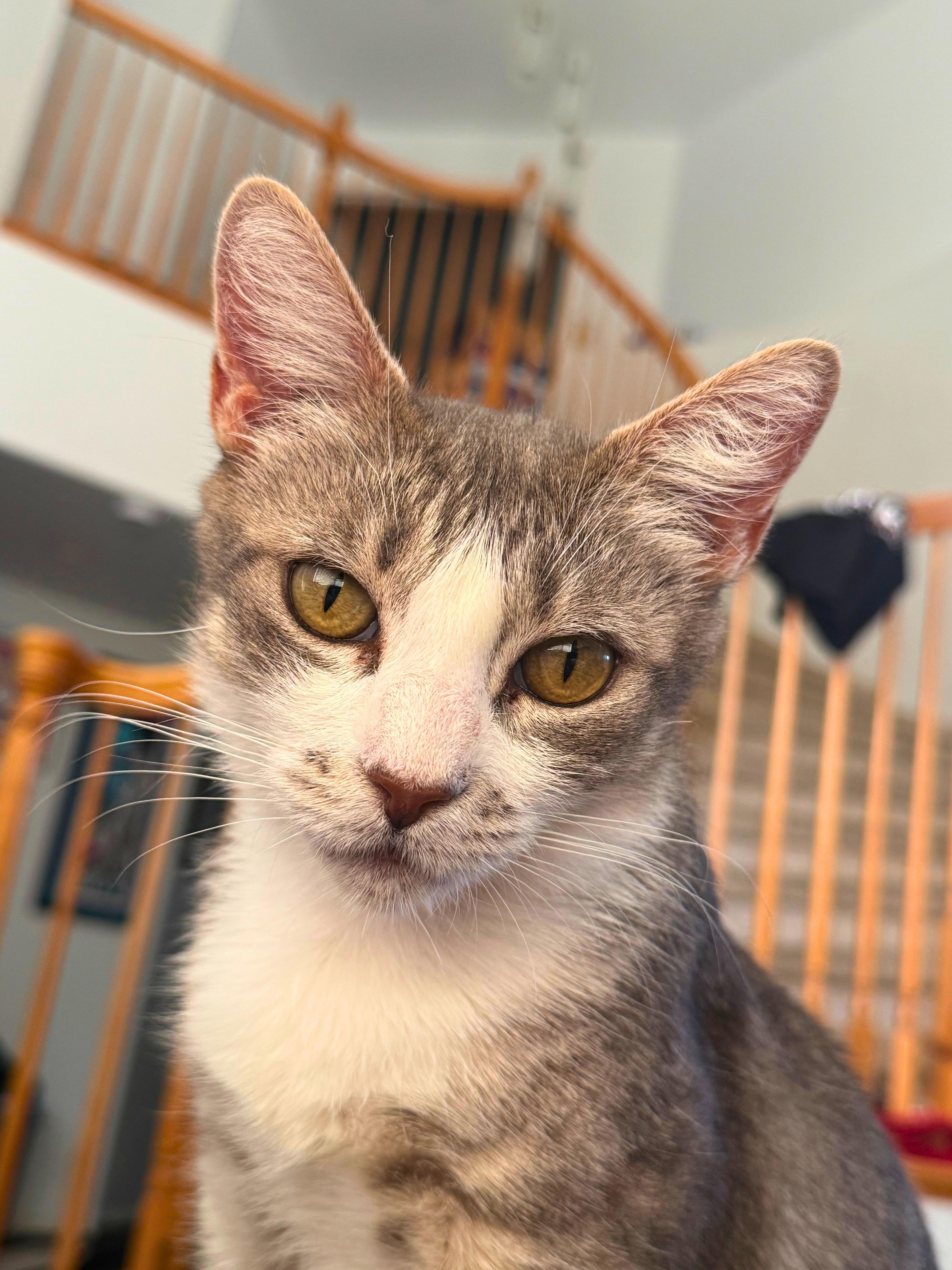 Enlarge Lucy, a Adoptable Domestic Short Hair in Elk Grove, CA image 1/3