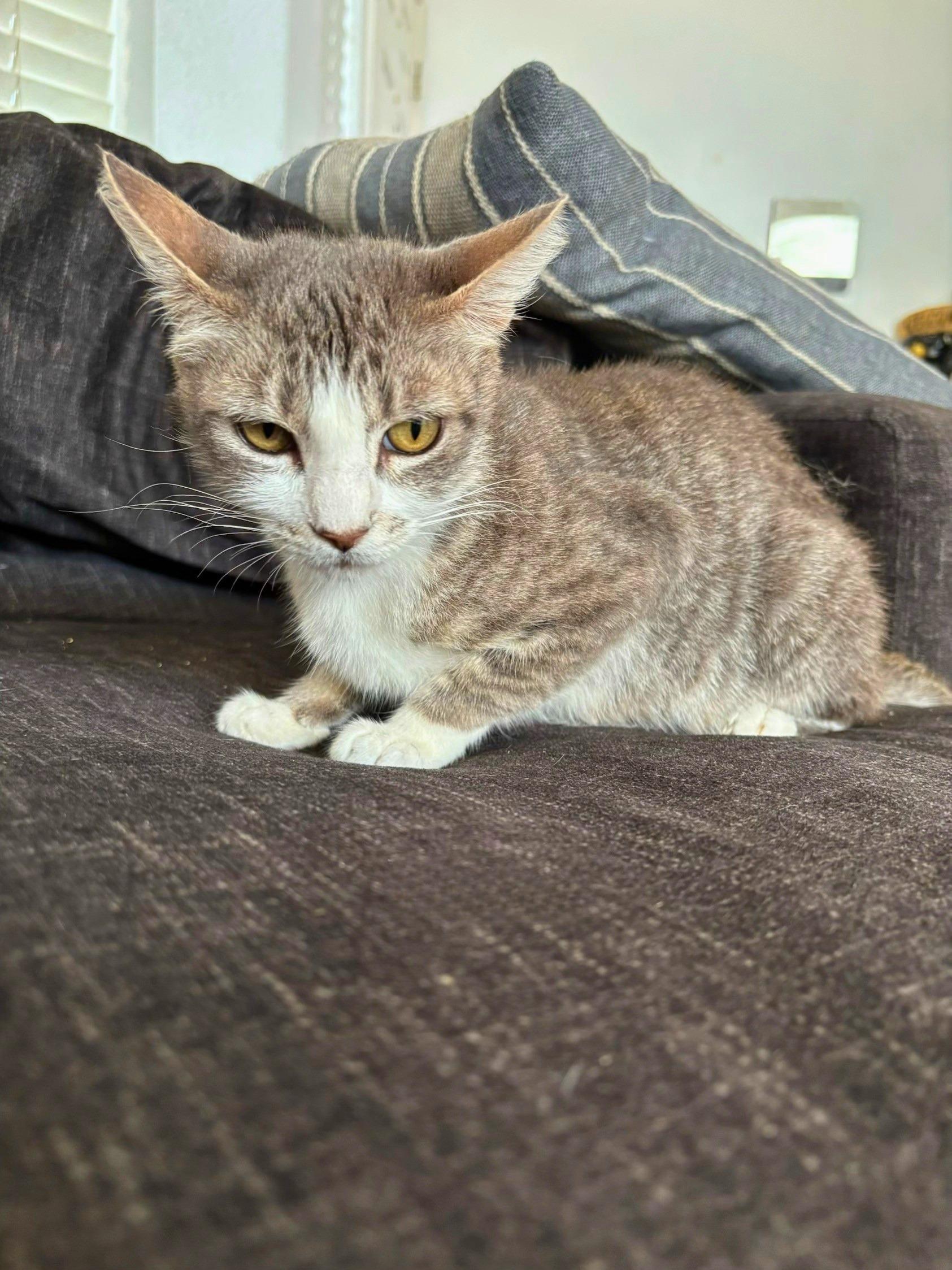 Enlarge Lucy, a Adoptable Domestic Short Hair in Elk Grove, CA image 2/3