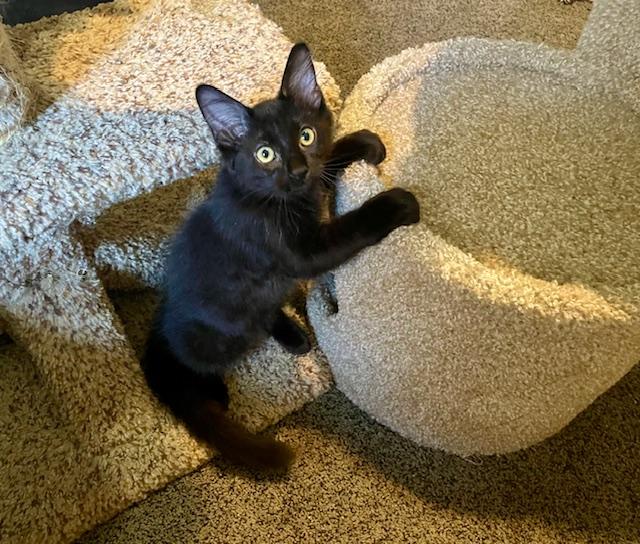 Jujube, an adoptable Domestic Short Hair in BURNABY, BC, V3J 1N3 | Photo Image 1