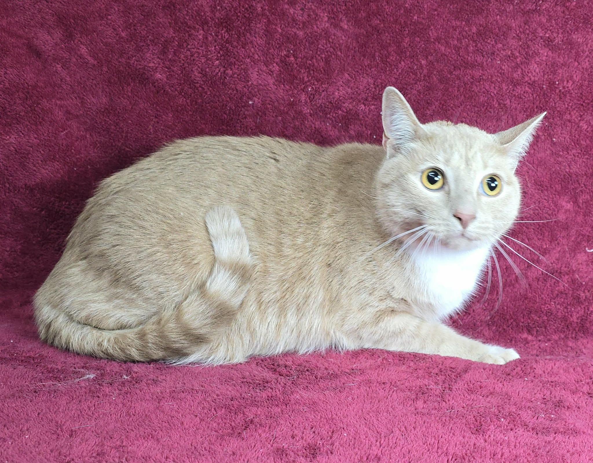 Enlarge Friar, an adopted Domestic Short Hair in Newport, TN image 2/3