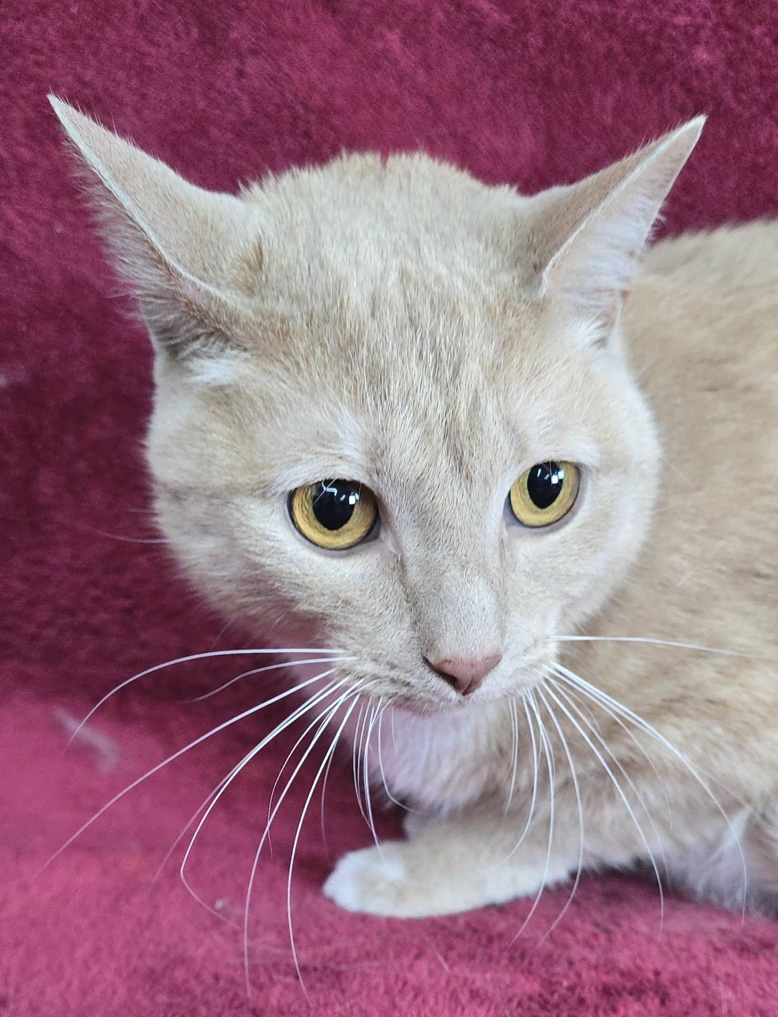 Friar, adopted, Adult Male Domestic Short Hair.