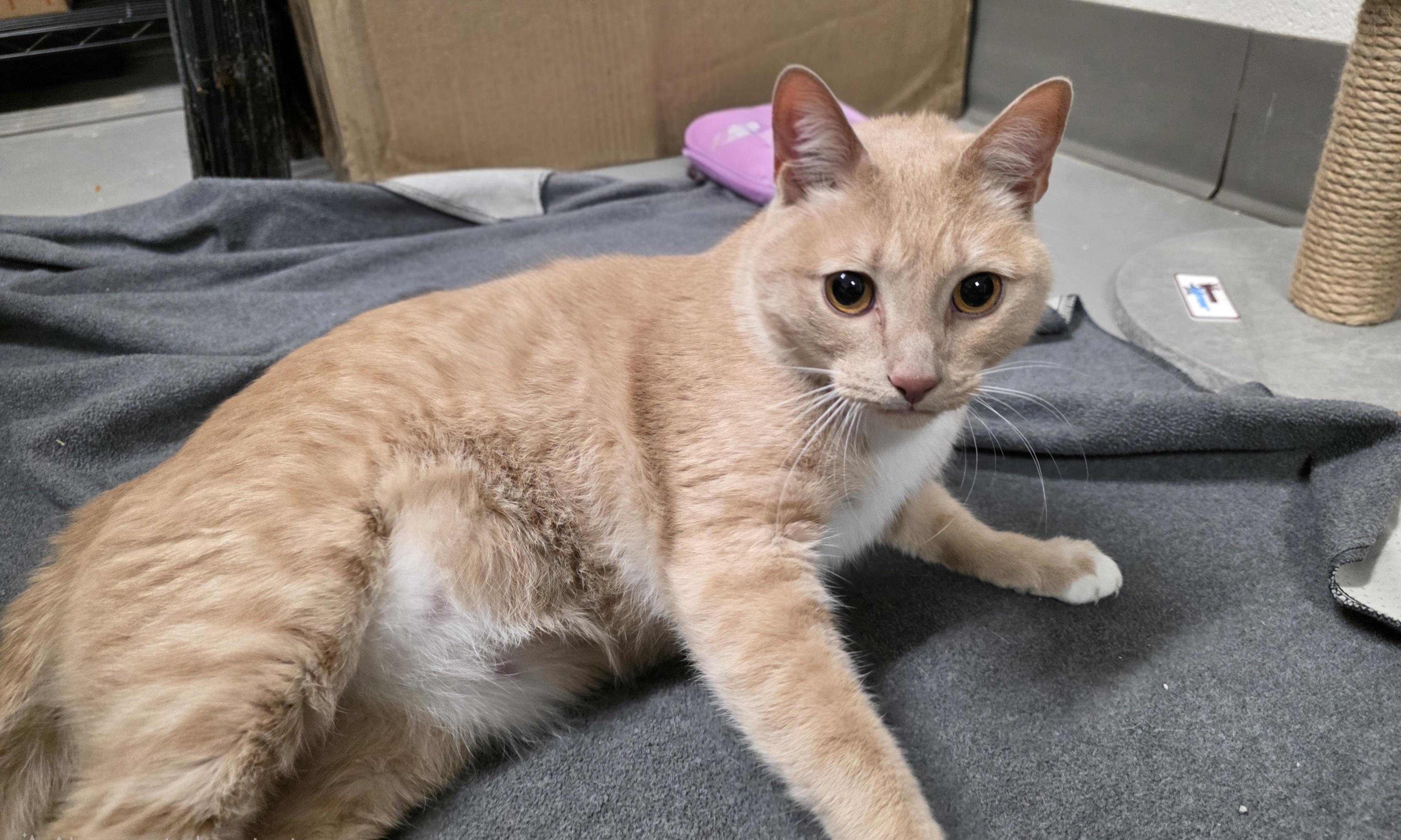 Friar, an adoptable Domestic Short Hair in Newport, TN image 5/6