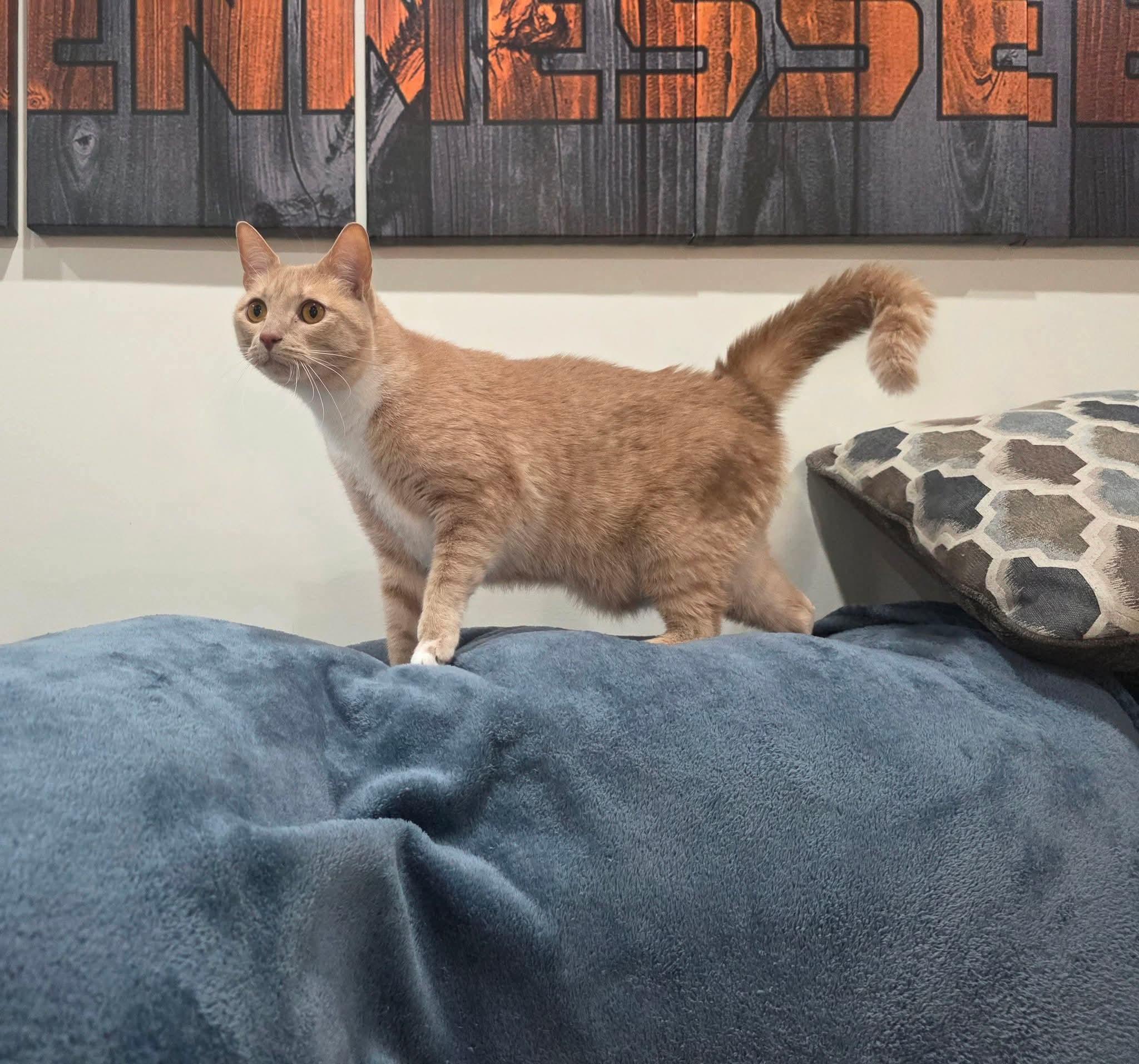 Friar, an adoptable Domestic Short Hair in Newport, TN image 6/6