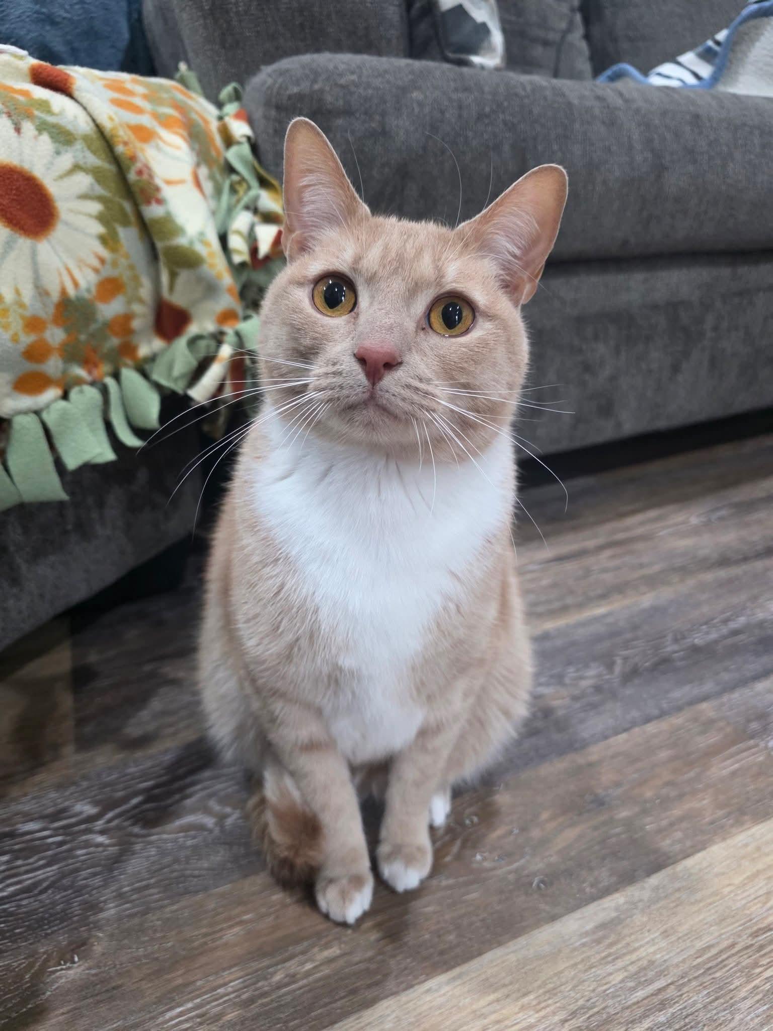 Friar, adoptable, Adult Male Domestic Short Hair.