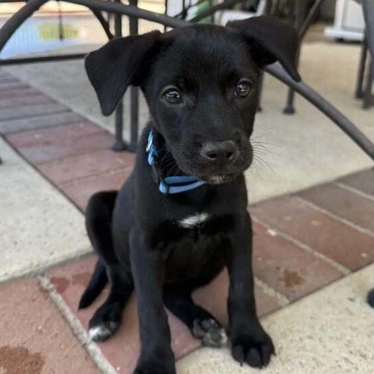 Enlarge Jose Miguel, a ADOPTABLE mixed breed in Pomona, CA image 1/1