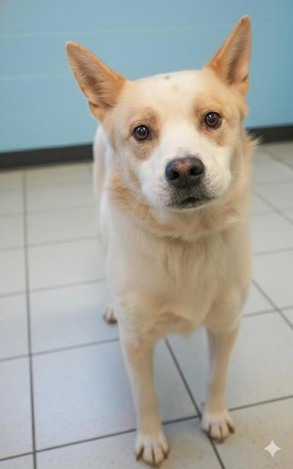 Ghost, a Adoptable mixed breed in Bowling Green, KY image 1/2