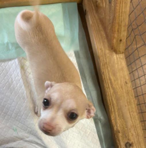 Chalula, Adopted, Puppy Female Chihuahua.