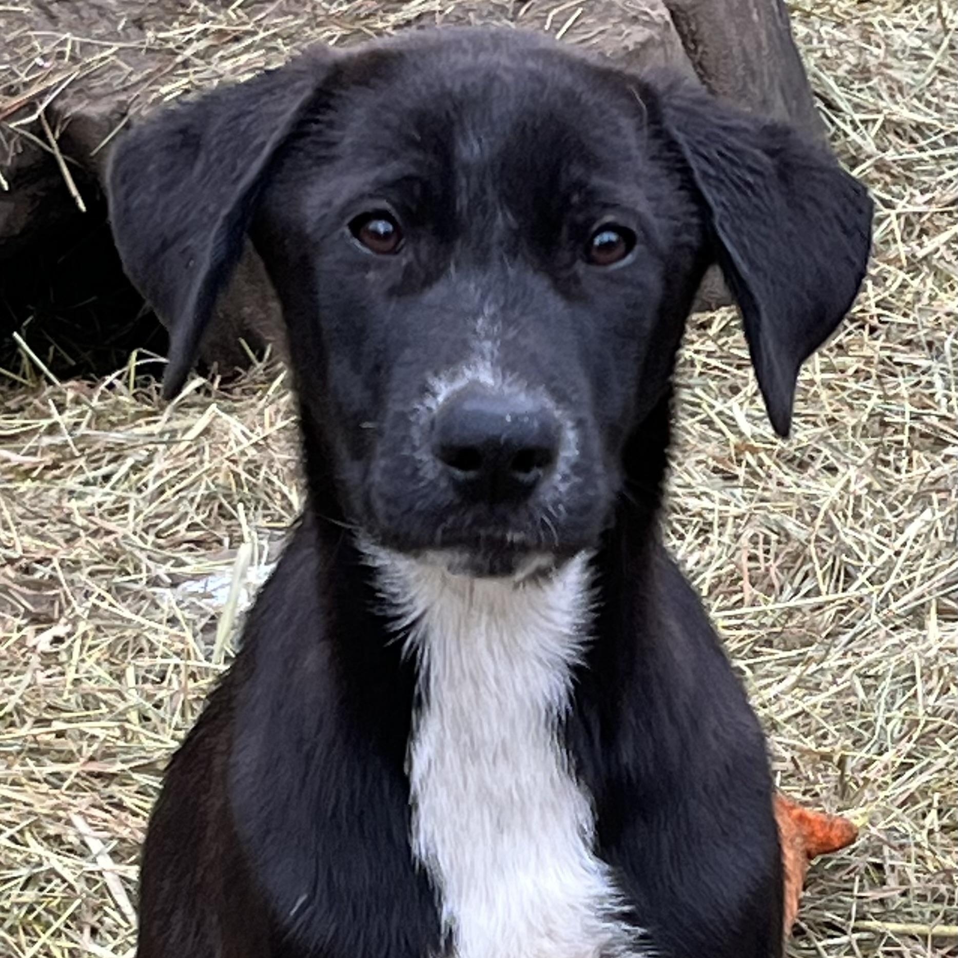 Snookie (Fee reduced until 12/15)