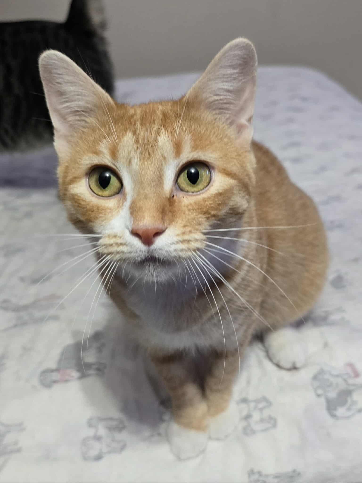 Chloe, an adoptable Domestic Short Hair in Sioux Falls, SD, 57101 | Photo Image 1