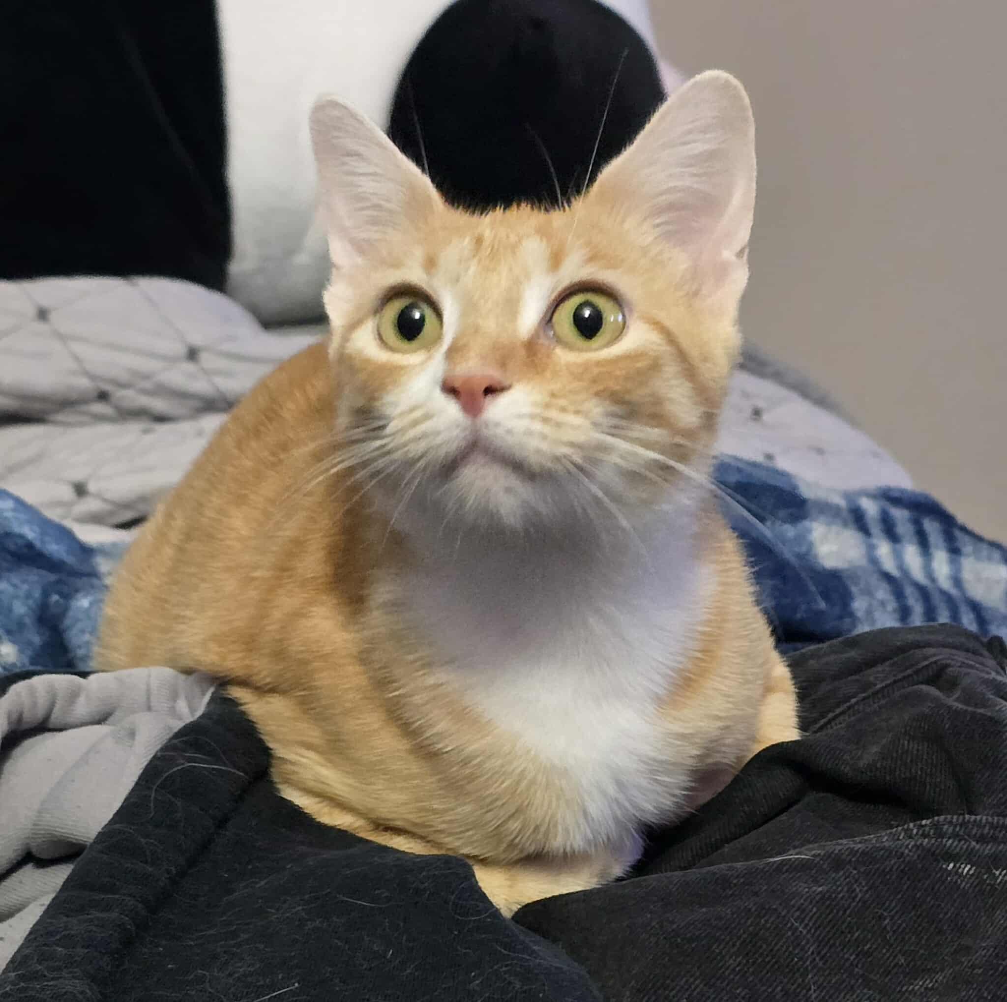 Enlarge Chloe, a Adoptable Domestic Short Hair in Sioux Falls, SD image 3/6