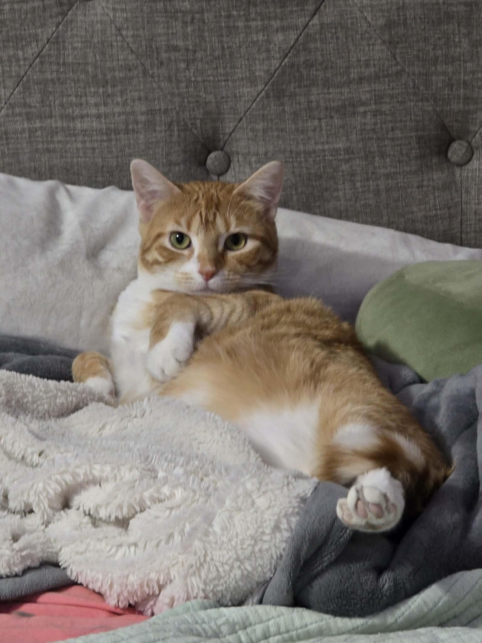 Enlarge Chloe, a Adoptable Domestic Short Hair in Sioux Falls, SD image 6/6