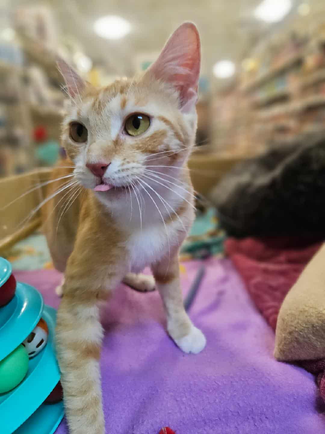 Enlarge Chloe, a Adoptable Domestic Short Hair in Sioux Falls, SD image 2/6