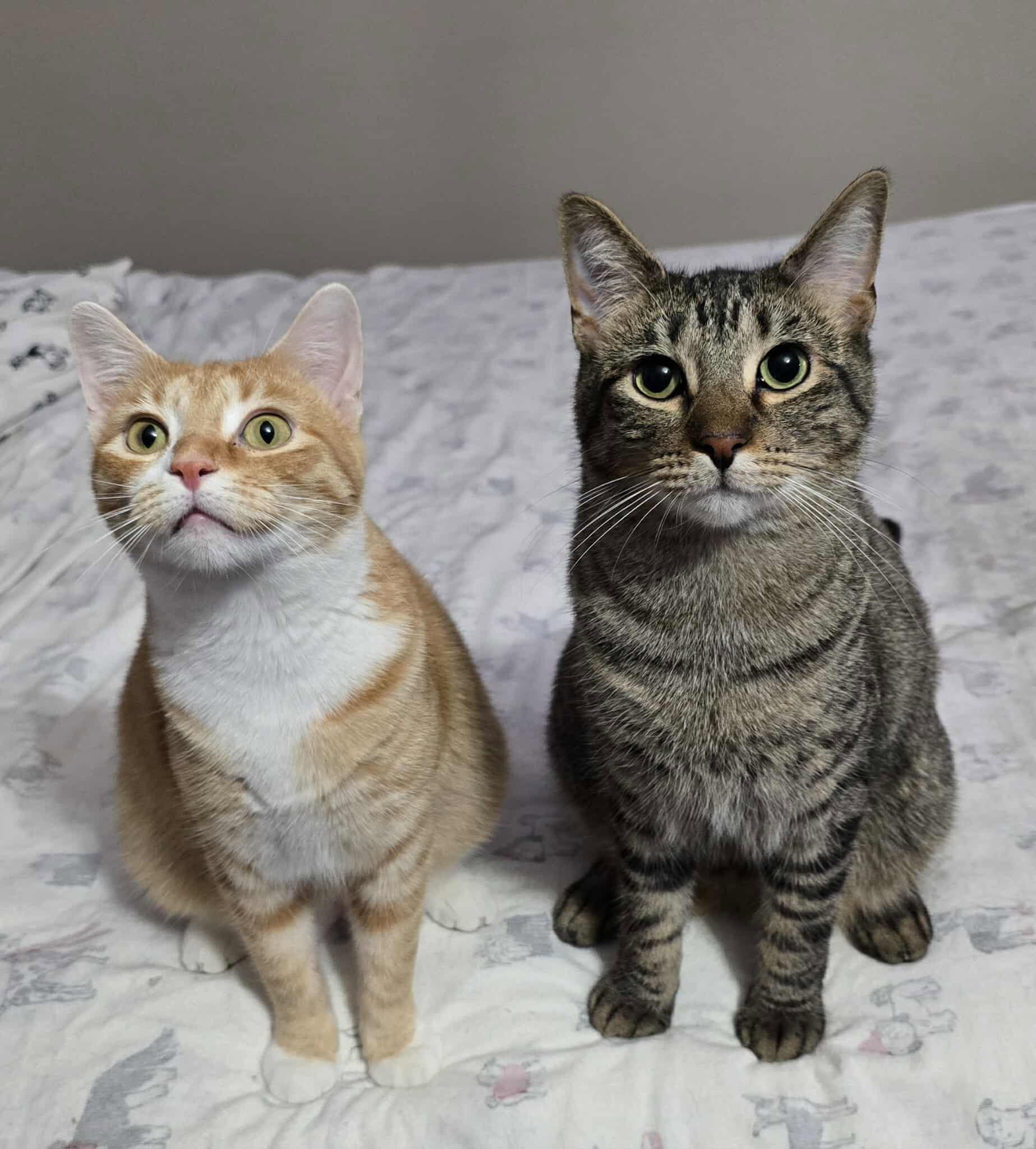 Enlarge Chloe, a Adoptable Domestic Short Hair in Sioux Falls, SD image 5/6