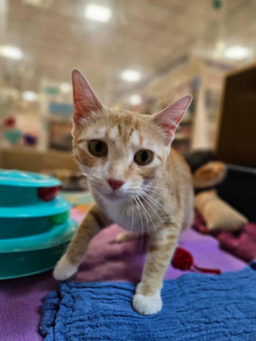 Chloe