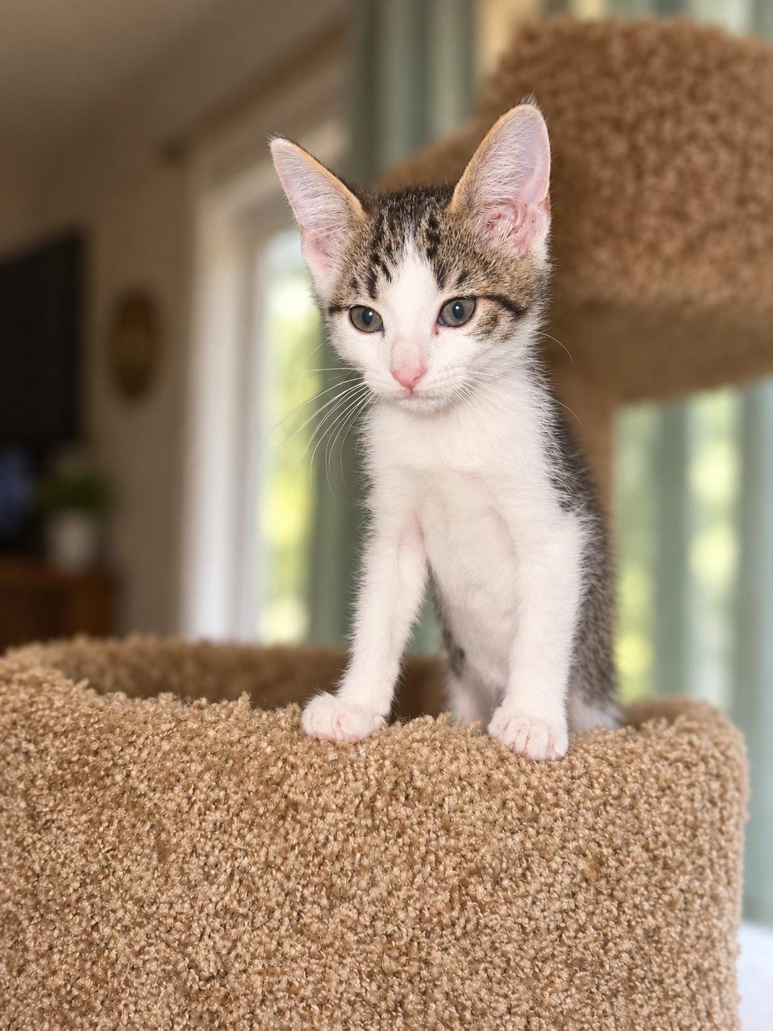 Enlarge Taz Z, a Adopted Tabby in Fresno, CA image 1/3