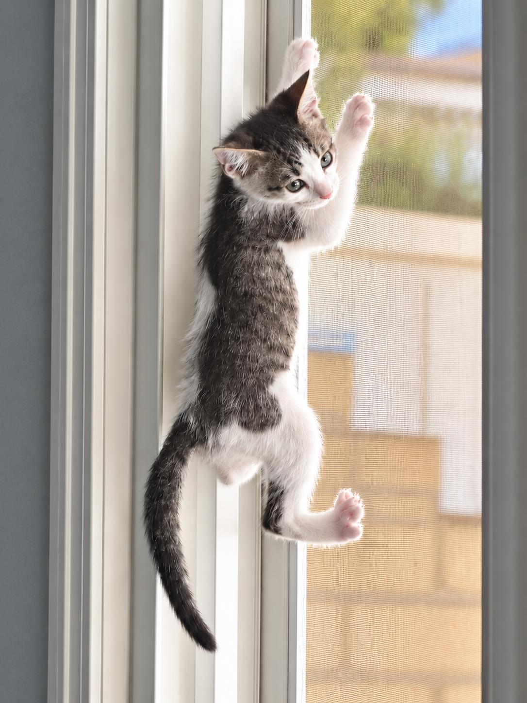 Enlarge Taz Z, a Adopted Tabby in Fresno, CA image 3/3