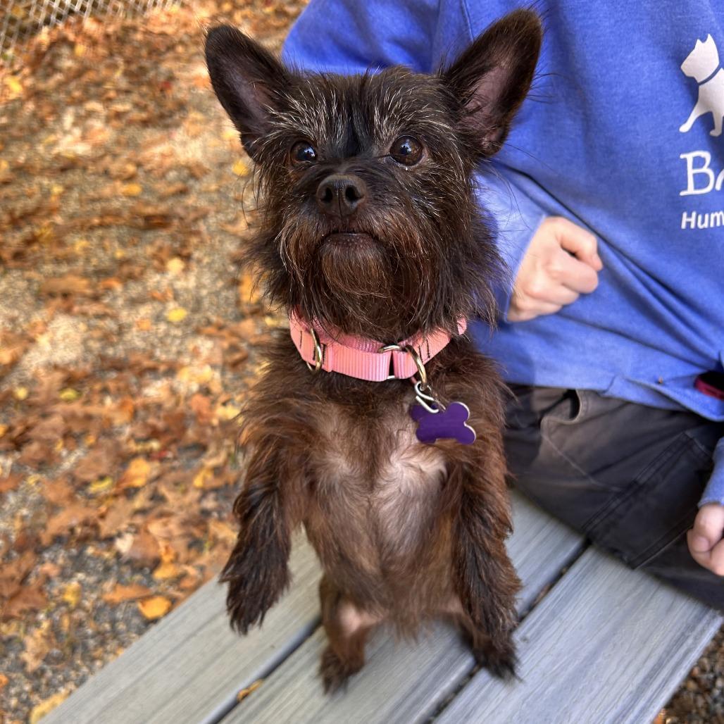 Enlarge Kylo, a Adoptable mixed breed in Hopkinton, MA image 2/2