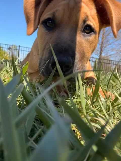 Halo, an adopted mixed breed in O'Fallon, MO image 3/6