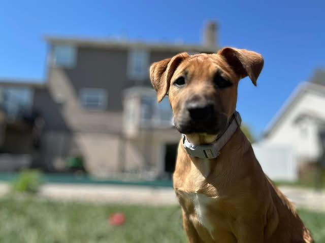 Halo, adopted, Puppy Female Labrador Retriever & Pit Bull Terrier.