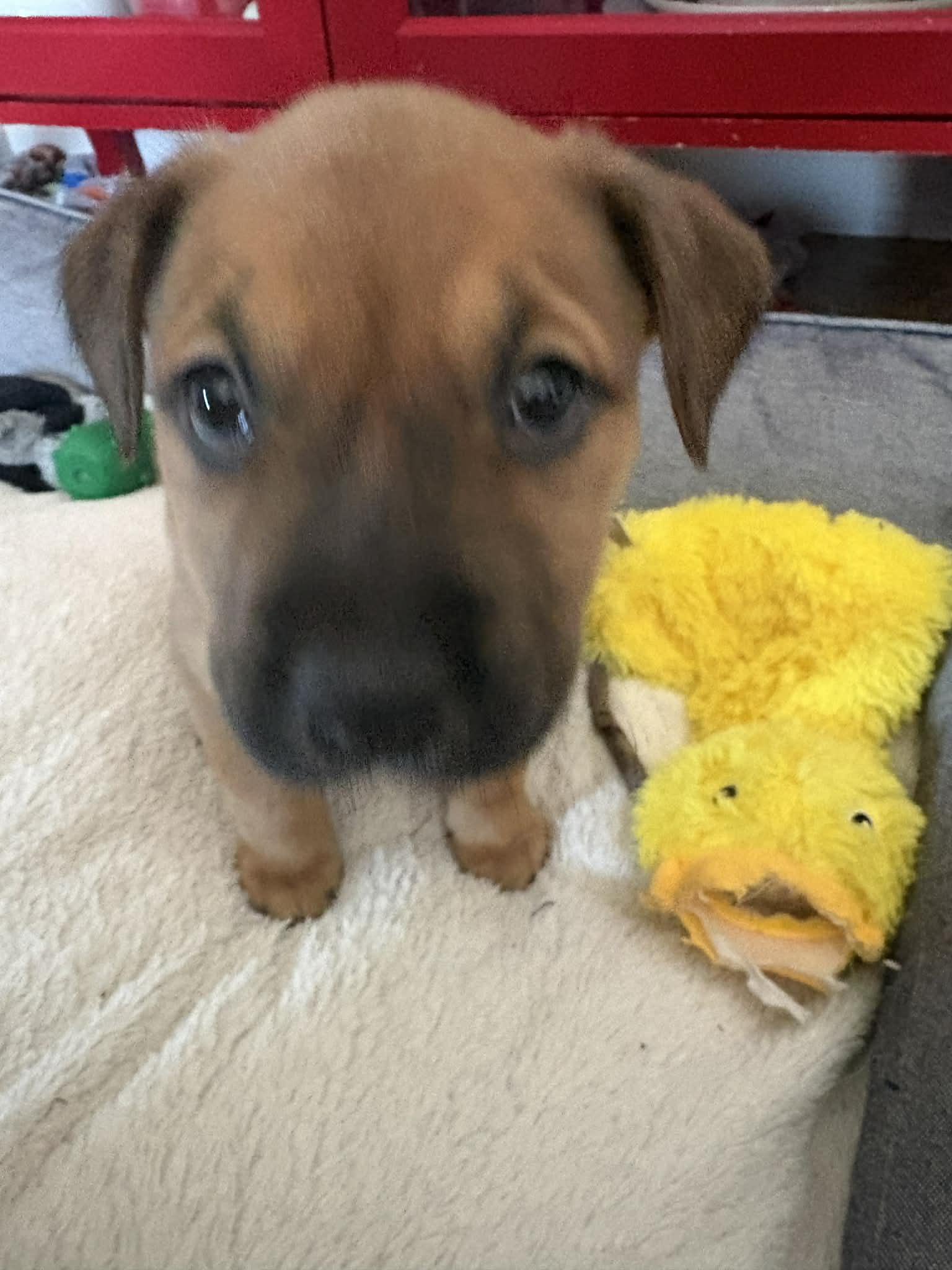 Halo, an adopted mixed breed in O'Fallon, MO image 6/6