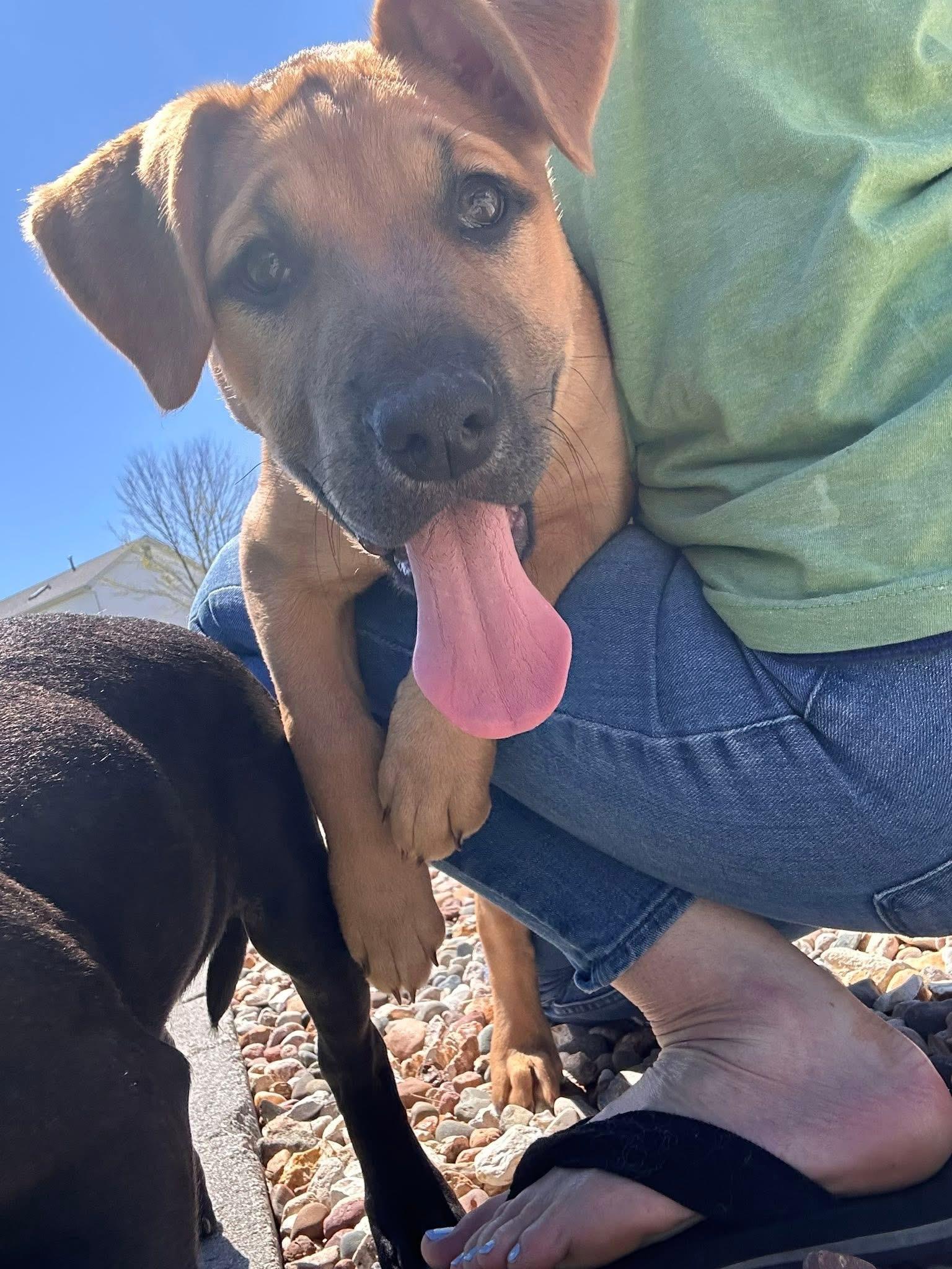 Halo, an adopted mixed breed in O'Fallon, MO image 2/6