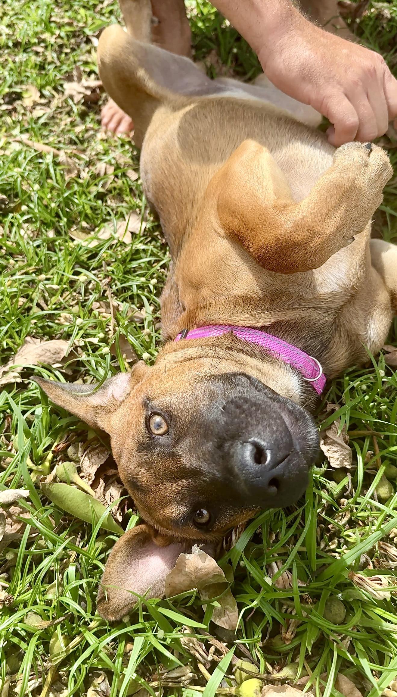 Enlarge Peaches - Hazel Eyes, Puppy *LOW ADOPTION FEE $50* rescue dog, an adoptable mixed breed in Isabela, PR image 6/6