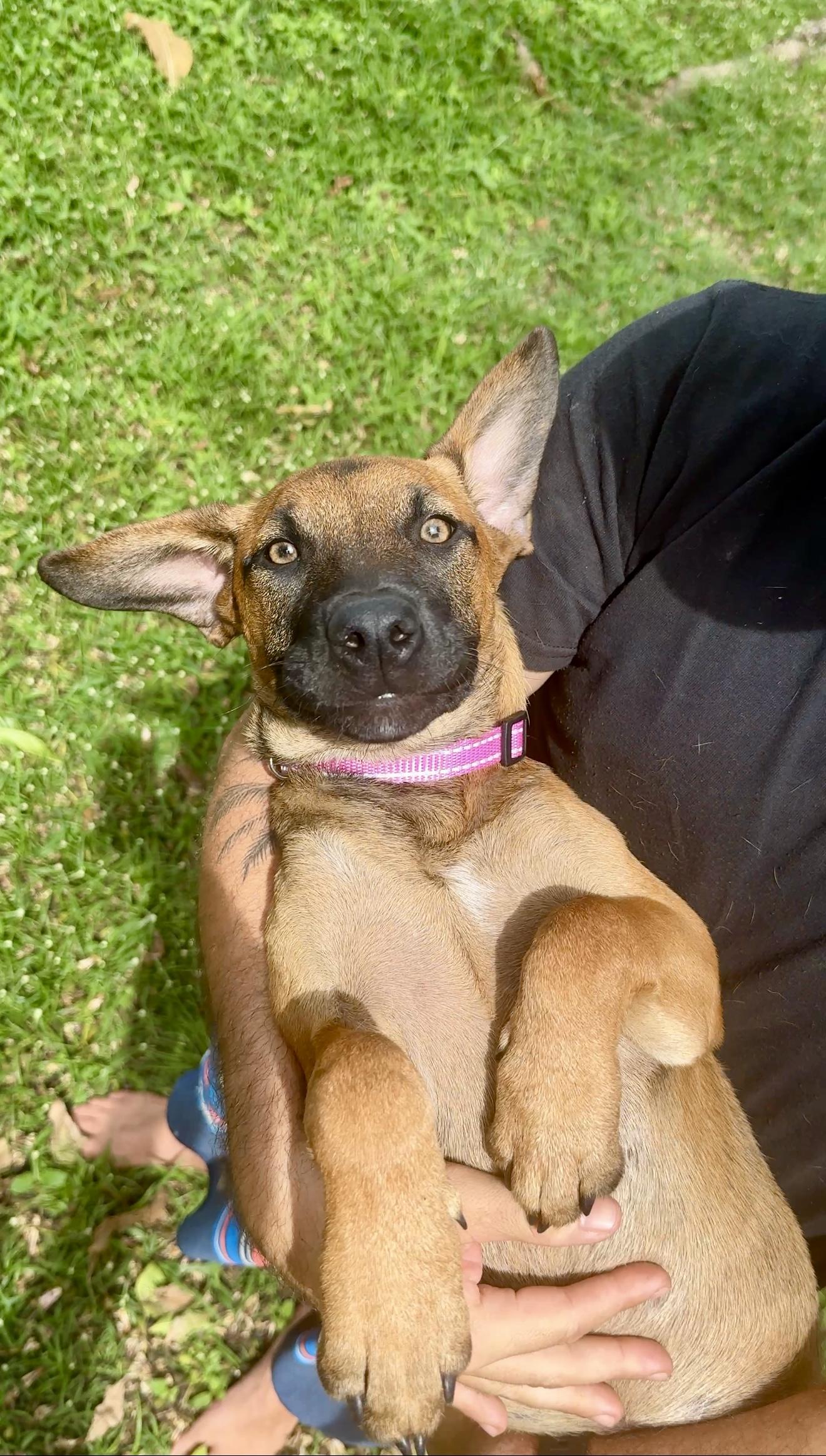 Enlarge Peaches - Hazel Eyes, Puppy *LOW ADOPTION FEE $50* rescue dog, an adoptable mixed breed in Isabela, PR image 4/6