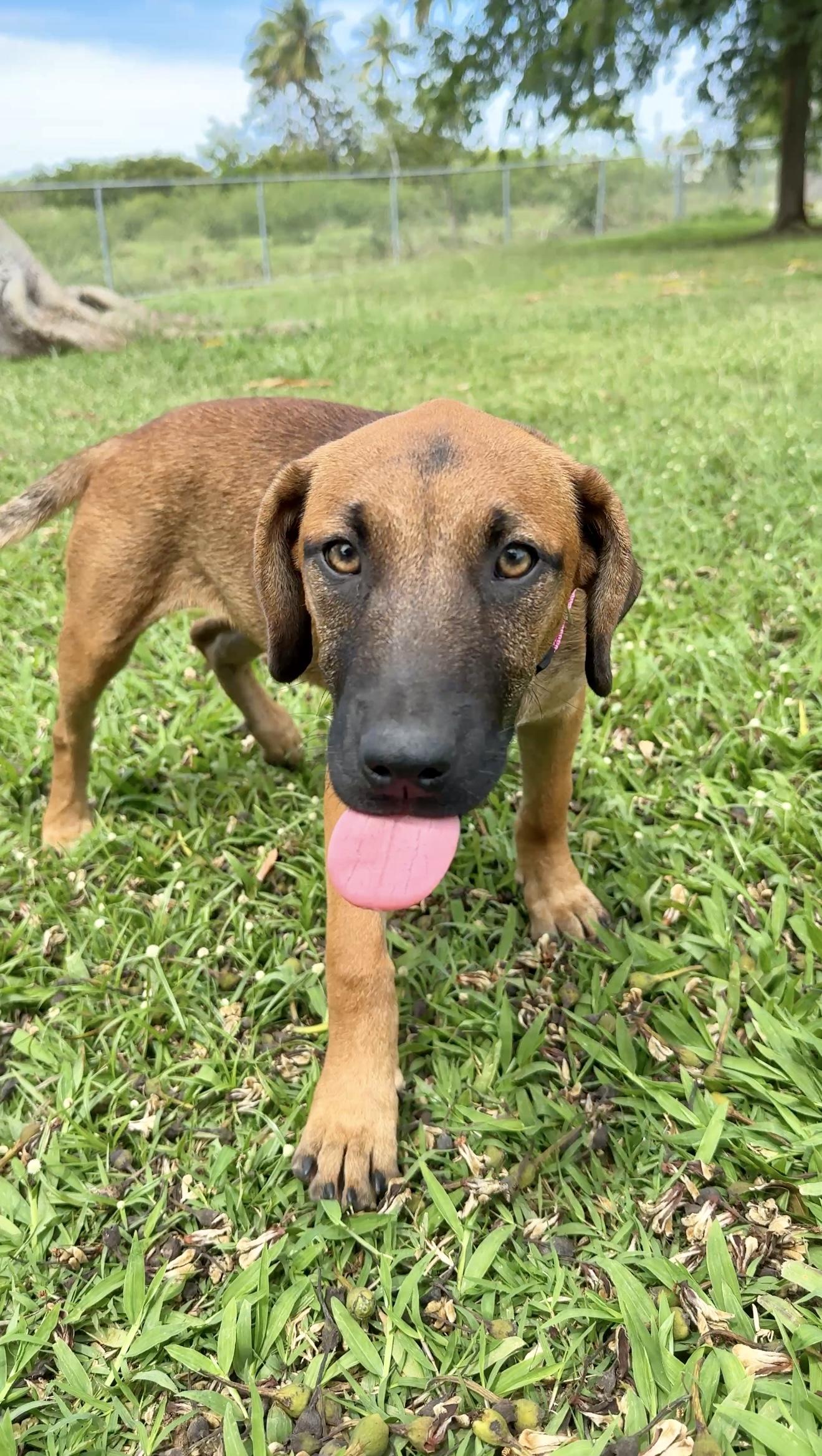 Enlarge Peaches - Hazel Eyes, Puppy *LOW ADOPTION FEE $50* rescue dog, an adoptable mixed breed in Isabela, PR image 5/6