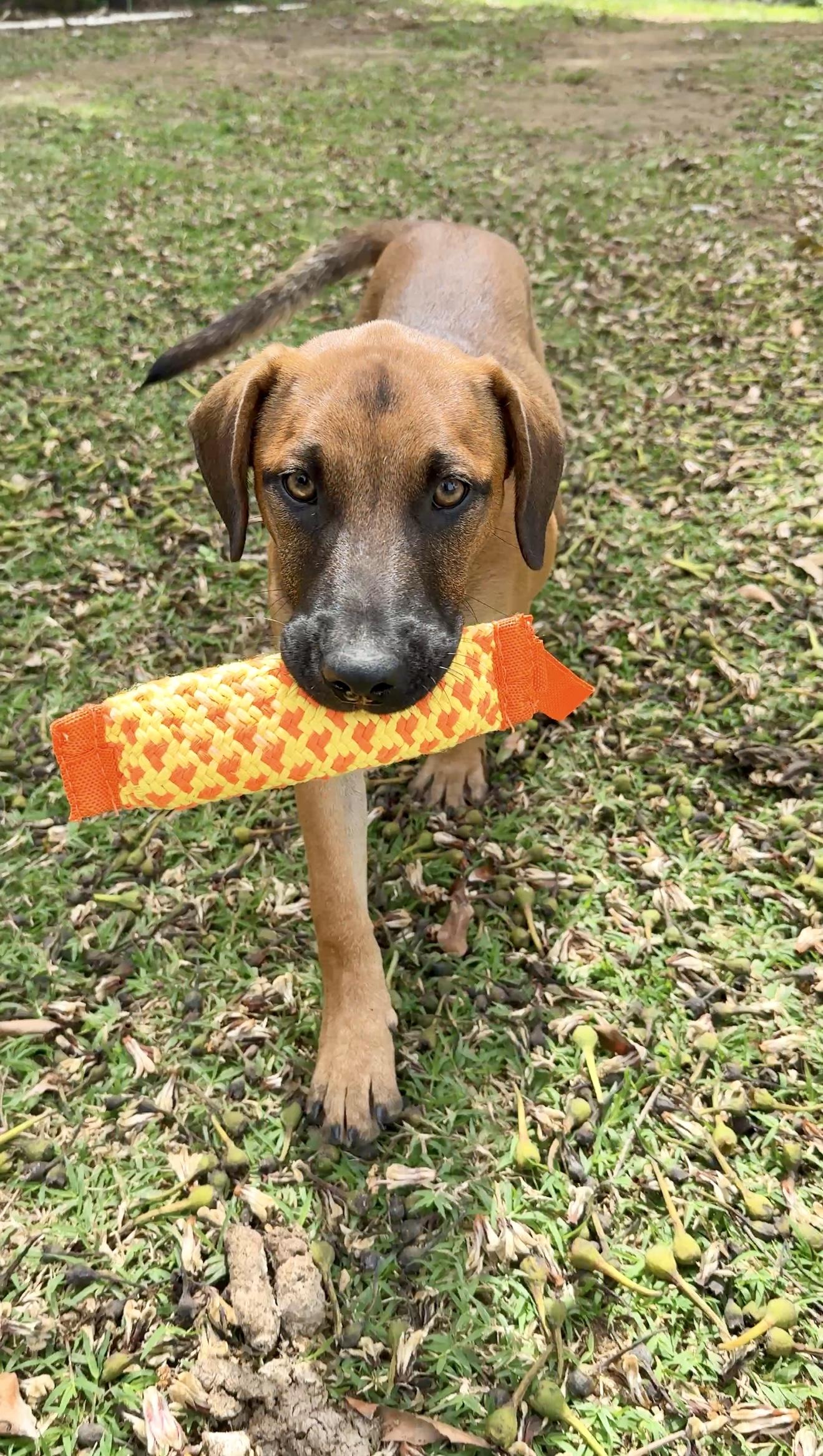 Peaches - Hazel Eyes, Puppy *LOW ADOPTION FEE $50* rescue dog, adoptable, Puppy Female Rhodesian Ridgeback & Labrador Retriever.