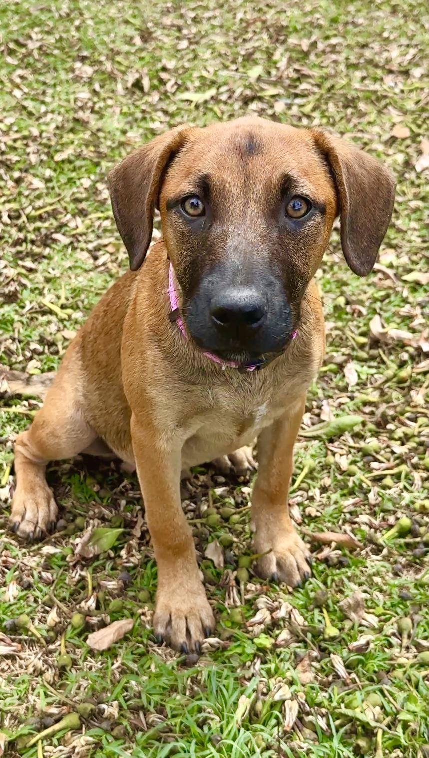 Enlarge Peaches - Hazel Eyes, Puppy *LOW ADOPTION FEE $50* rescue dog, an adoptable mixed breed in Isabela, PR image 3/6