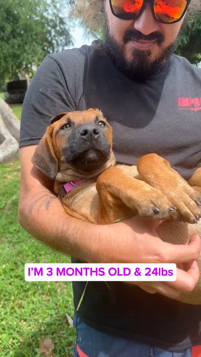 Enlarge Peaches - Hazel Eyes, Puppy *LOW ADOPTION FEE $50* rescue dog, an adoptable mixed breed in Isabela, PR video 2/6
