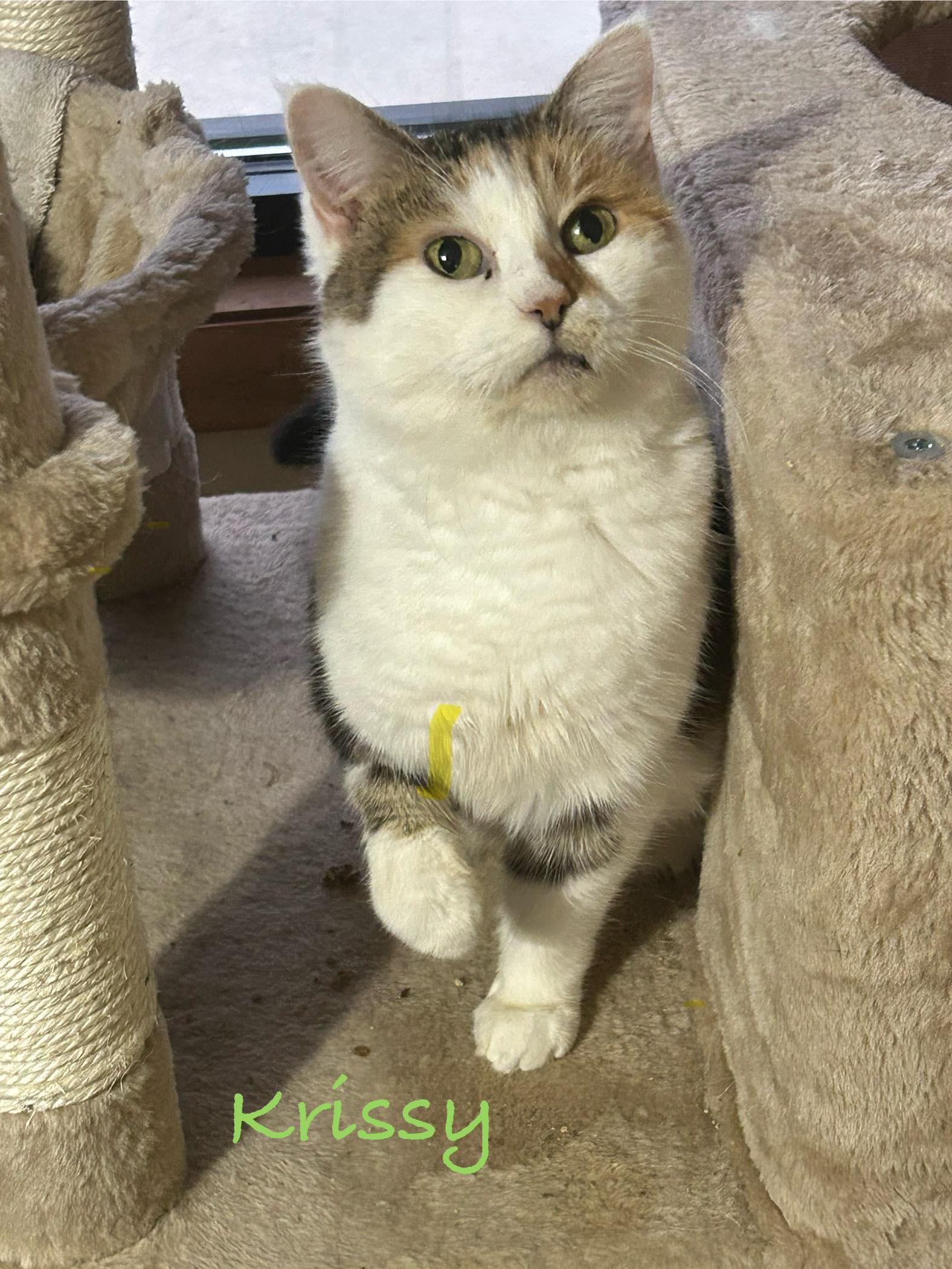 Enlarge Krissy, a ADOPTABLE Domestic Short Hair in Mount Pleasant, PA image 1/2