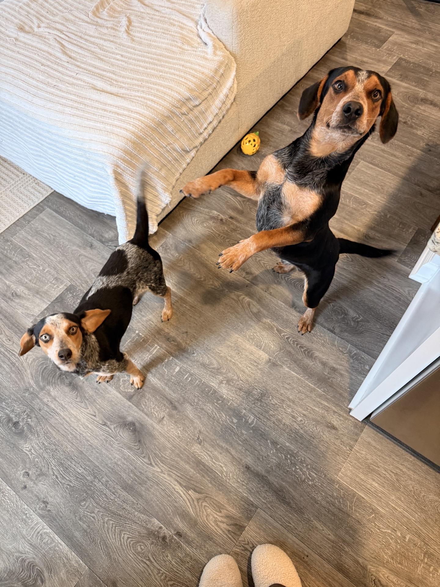 Enlarge Huck, a ADOPTABLE Beagle in charleston, SC image 2/5