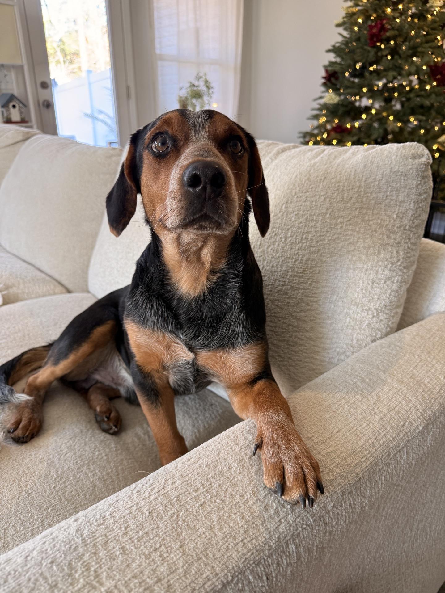 Huck, ADOPTABLE, Young Male Beagle.