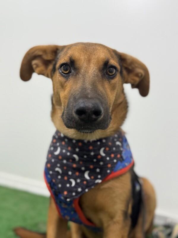 Tango-One of our Amazing Rescue Dogs photo