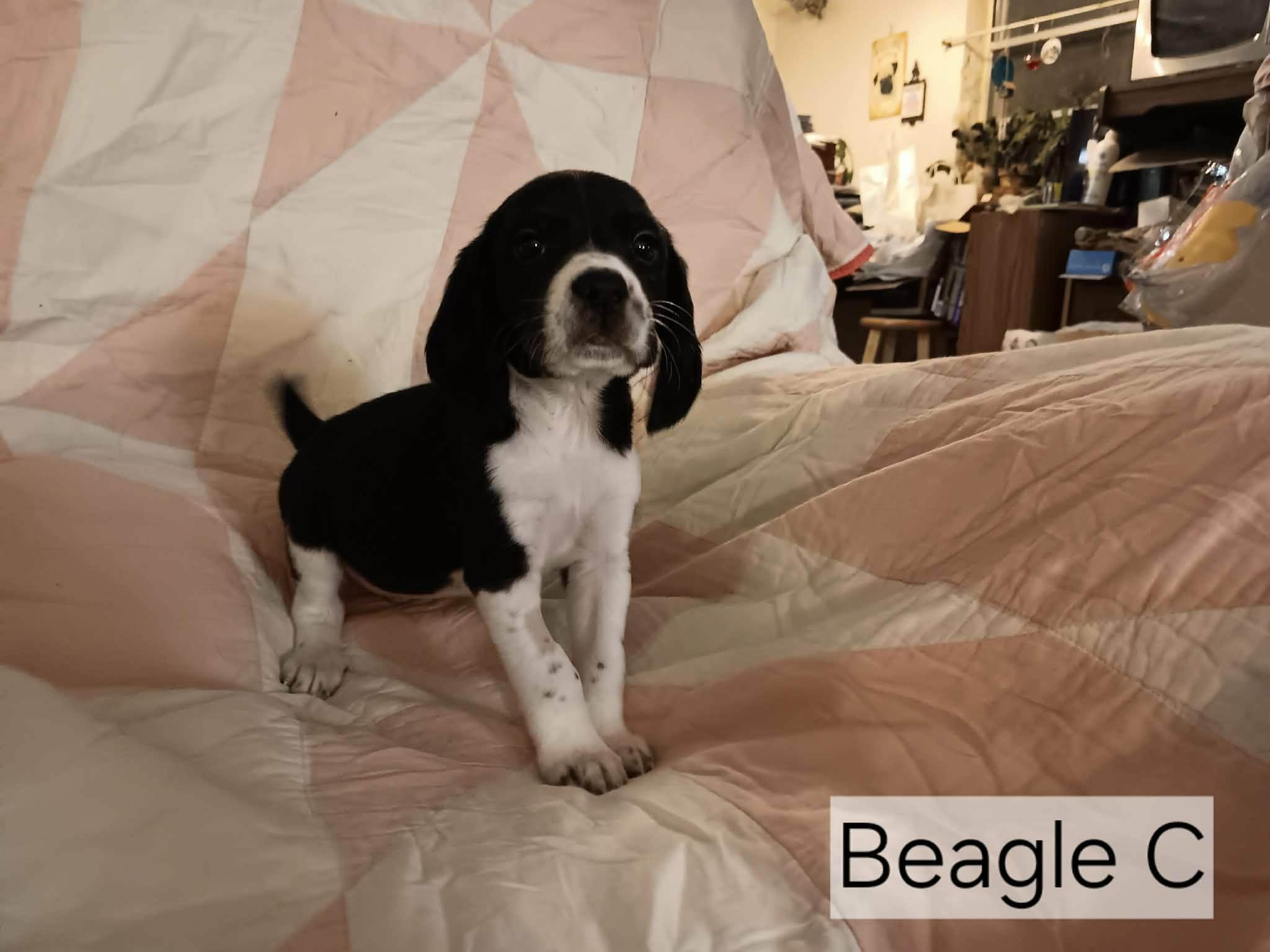 Beagle, ADOPTABLE, Young Male Beagle.