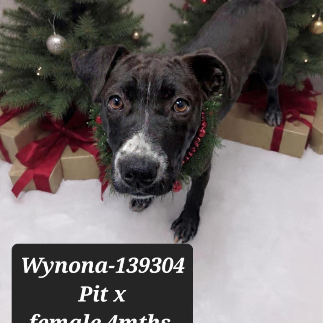 Enlarge Wynona, a Adoptable Pit Bull Terrier in New Tazewell, TN image 1/1