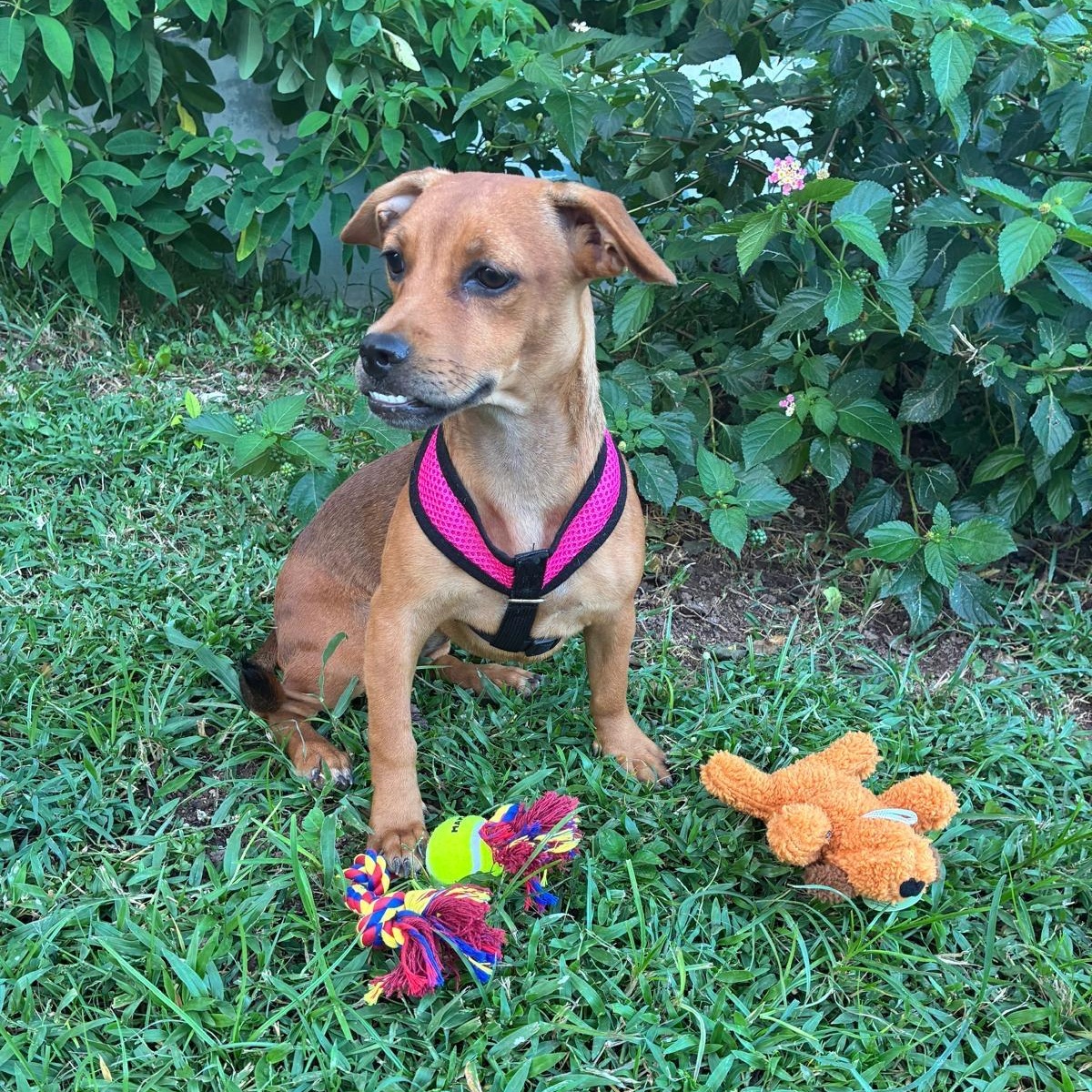 Atena Grace "supreme Love." thumbnail 3