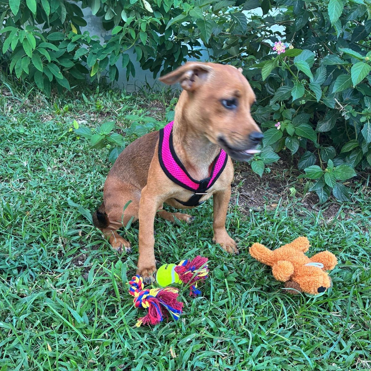 Atena Grace "supreme Love." thumbnail 4