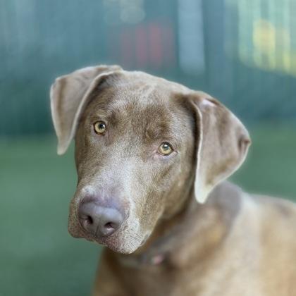 Zoro, ADOPTABLE, Adult Male Labrador Retriever.